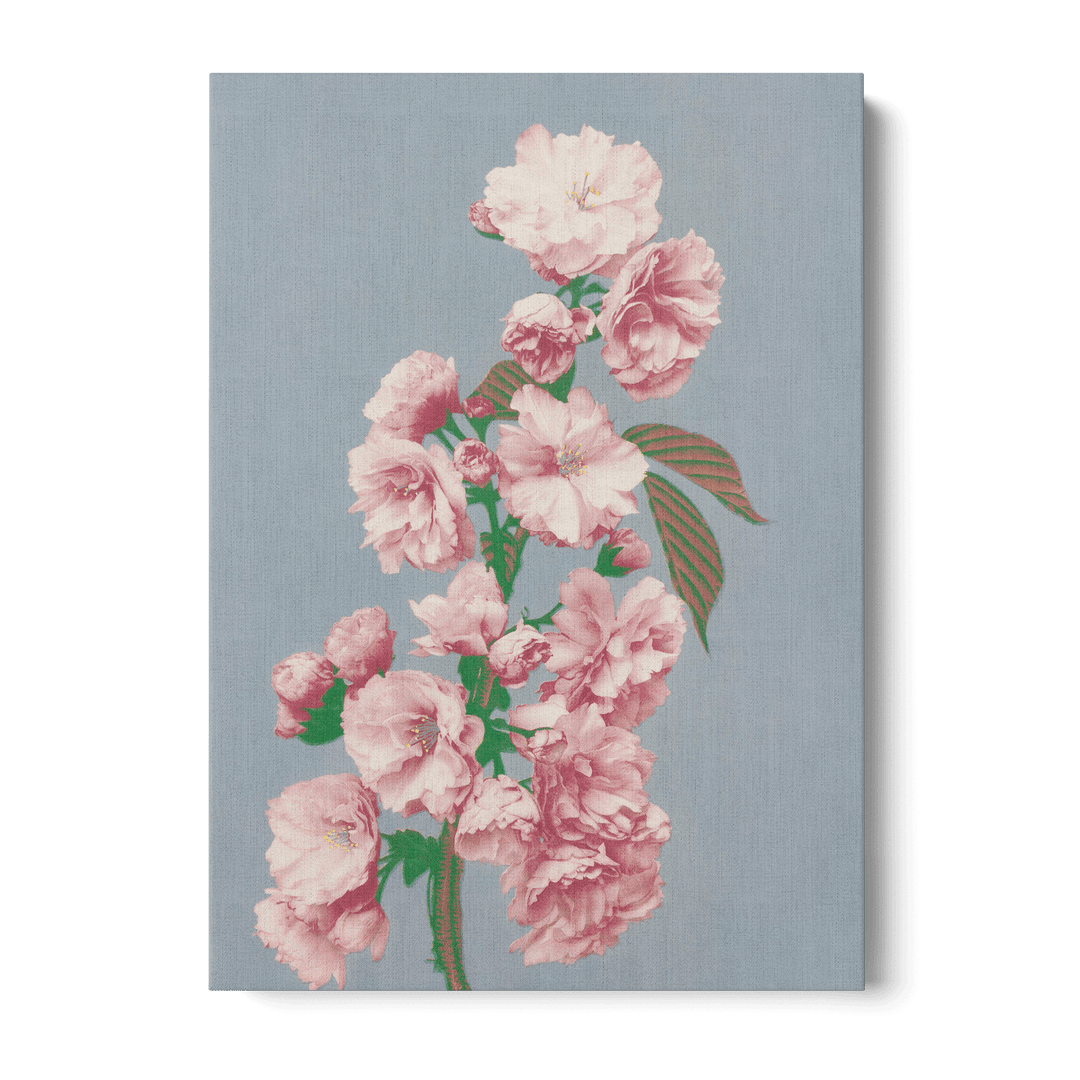 Ogawa Kazumasa - Cherry Blossom Canvas