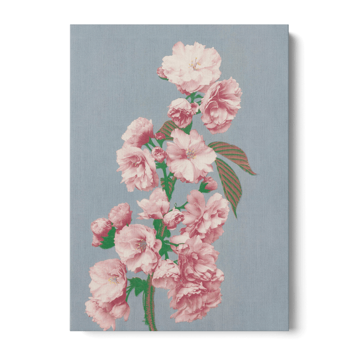 Ogawa Kazumasa - Cherry Blossom Canvas