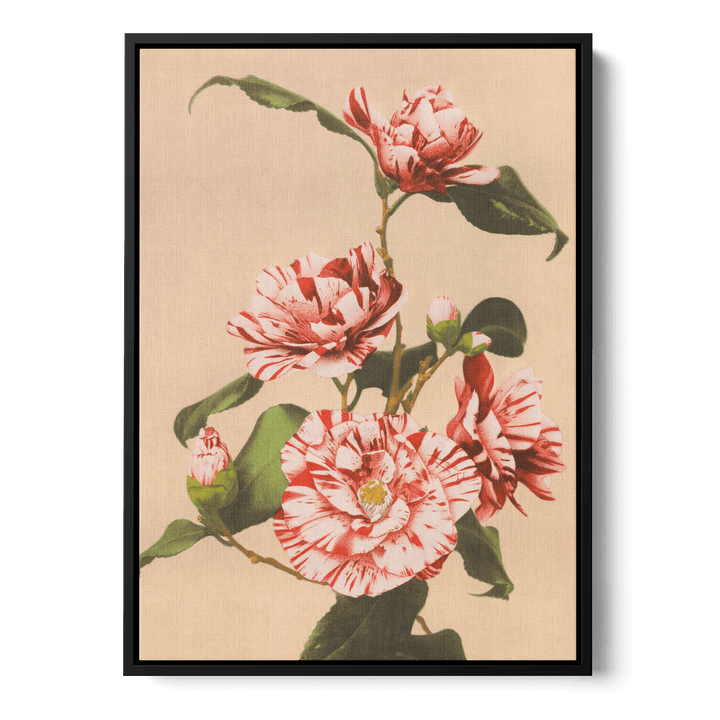 Ogawa Kazumasa - Striped Camellias Canvas