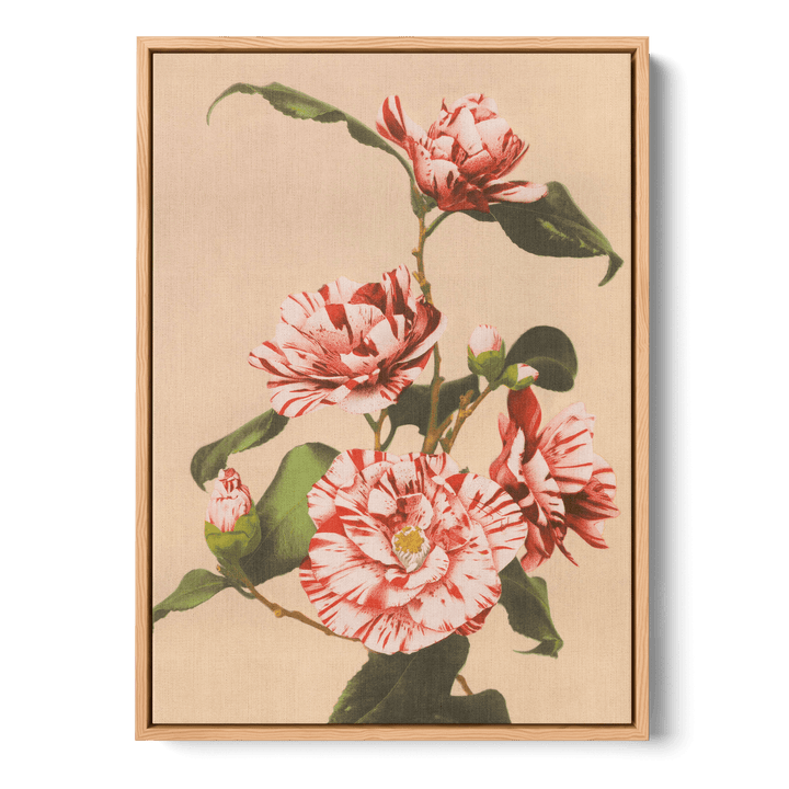 Ogawa Kazumasa - Striped Camellias Canvas