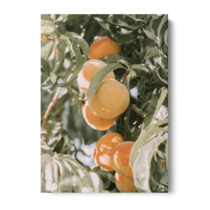 Apricots Canvas