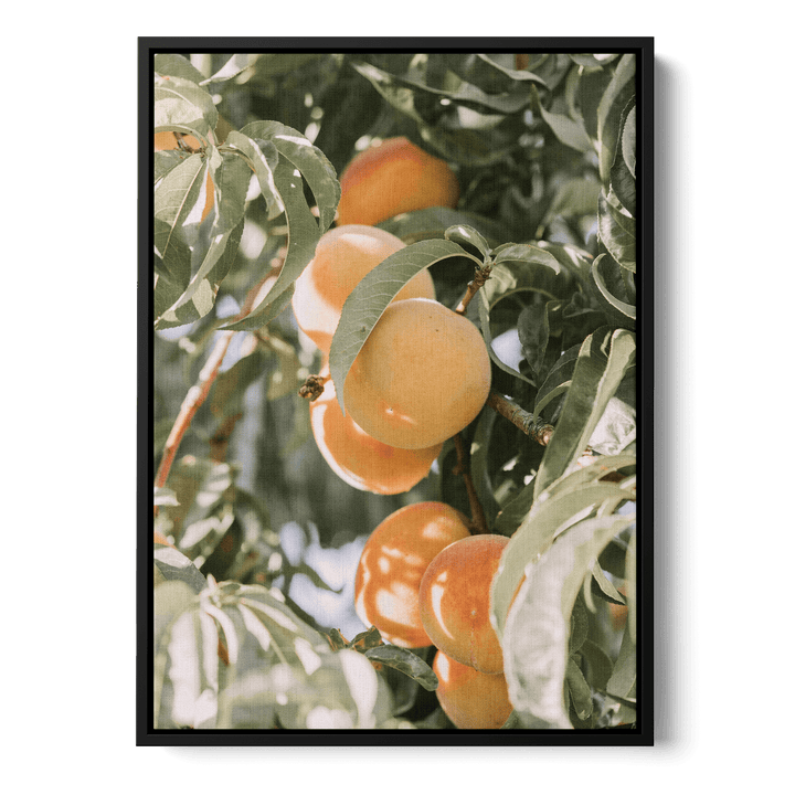 Apricots Canvas