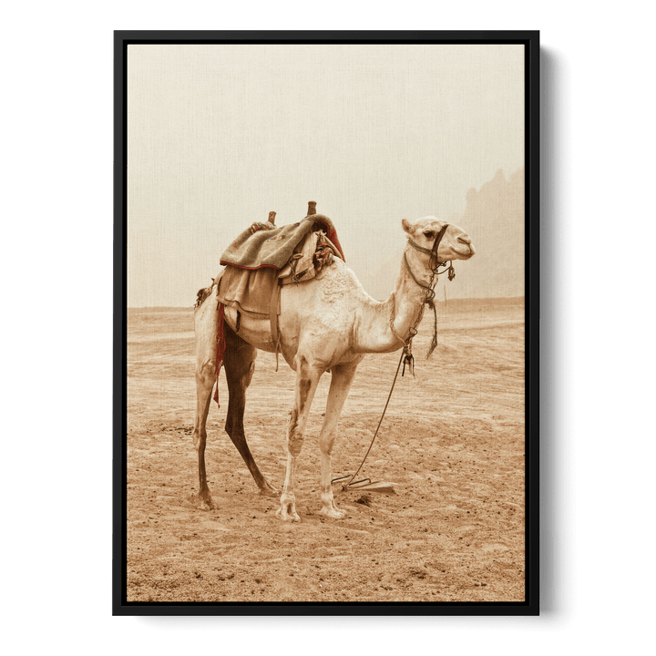 Camel In The Desert Canvas