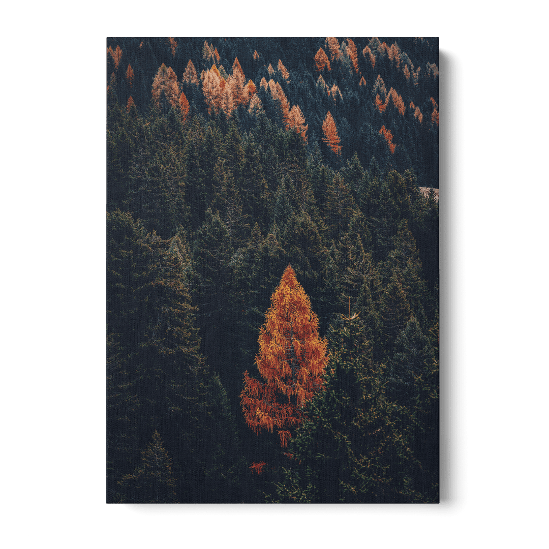 Fall Forest Canvas