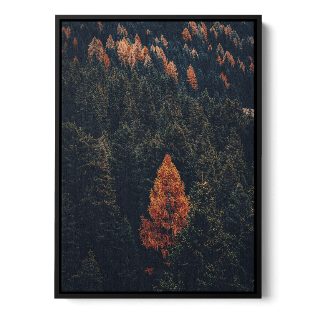 Fall Forest Canvas
