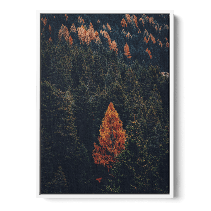 Fall Forest Canvas