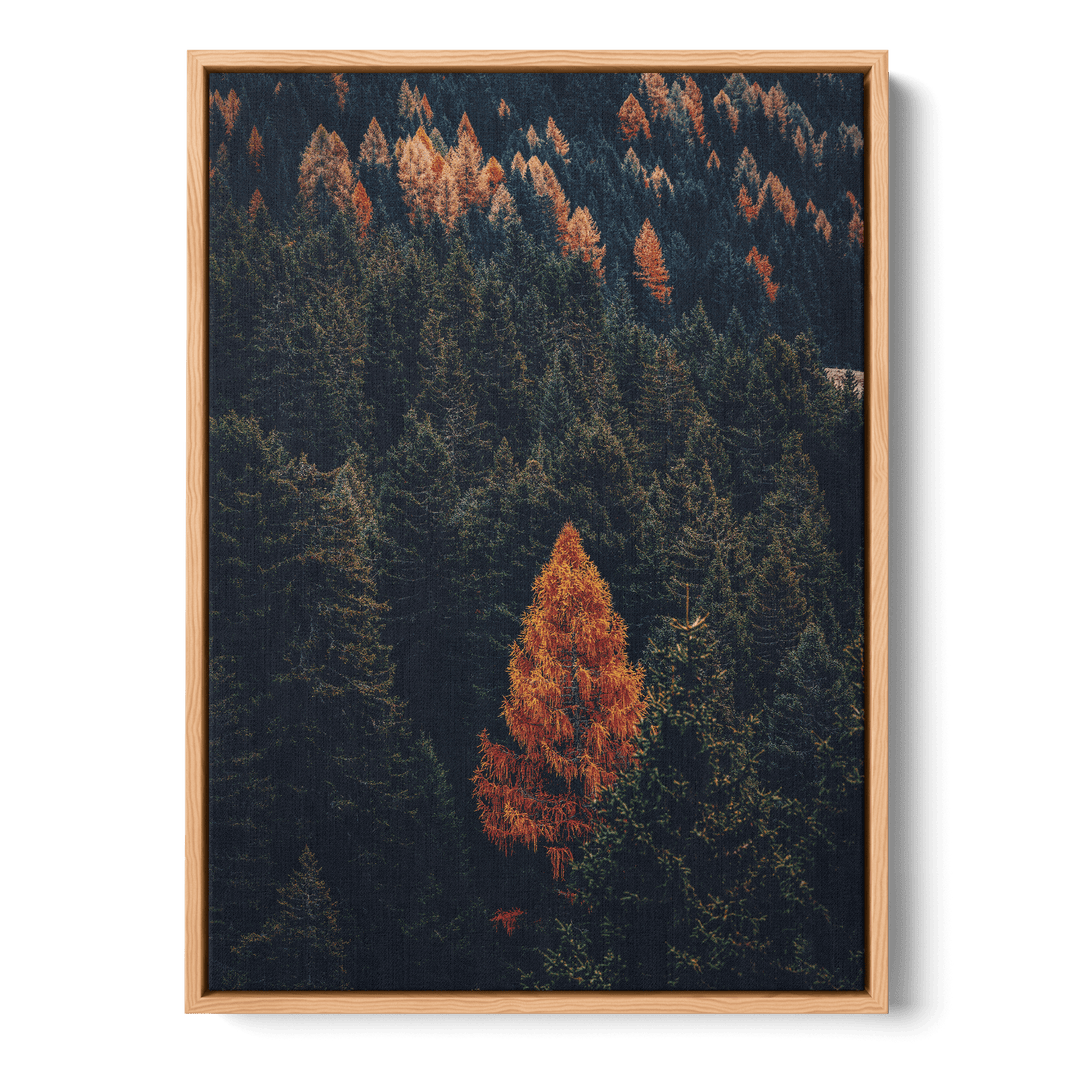 Fall Forest Canvas