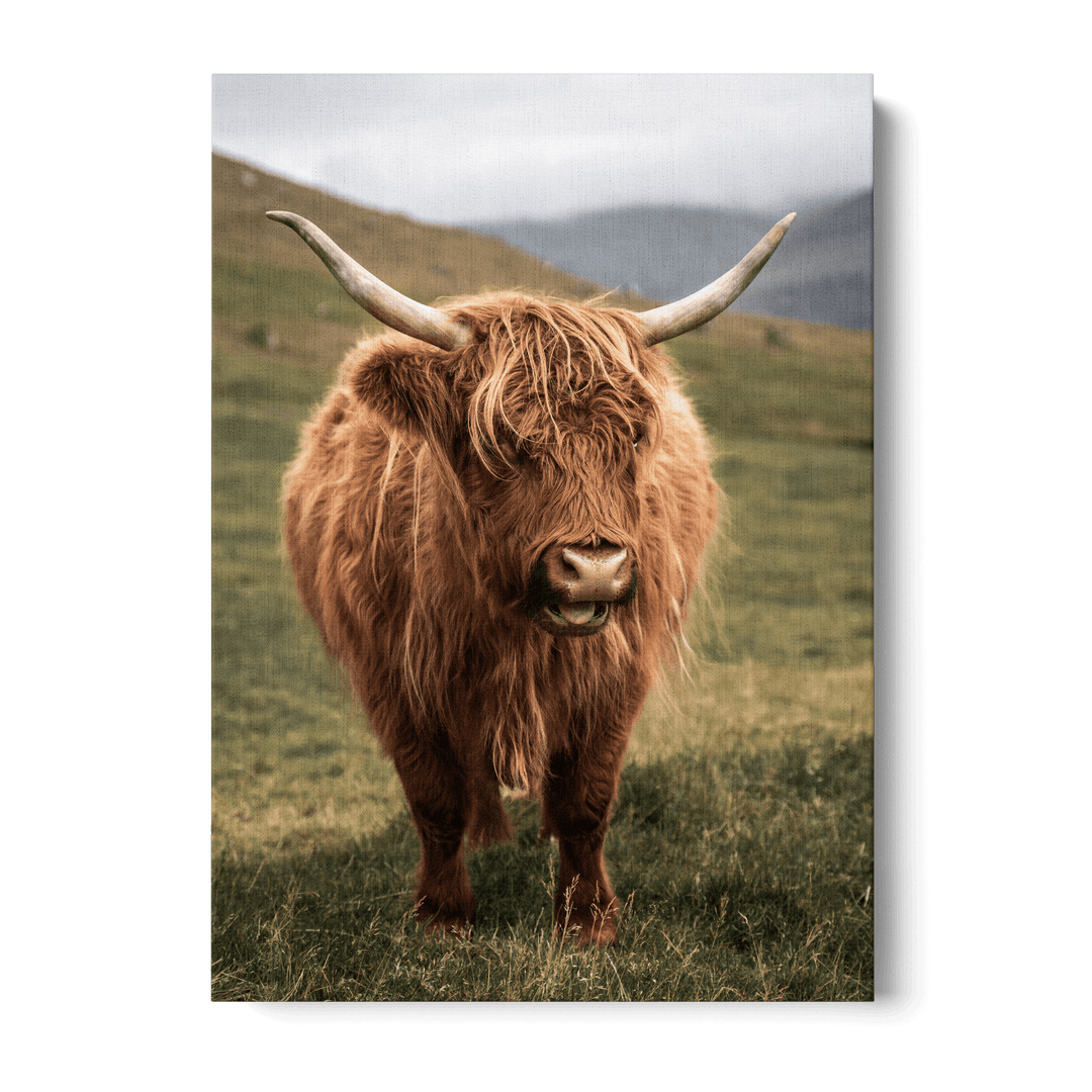 Highland Cattle On Field Canvas