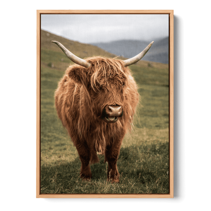 Highland Cattle On Field Canvas