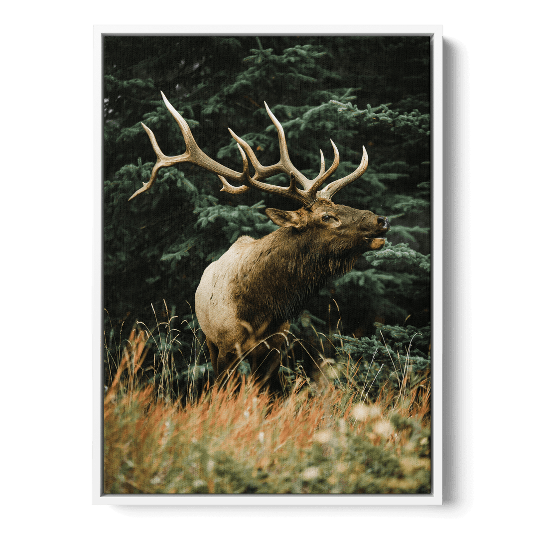Majestic Deer Canvas