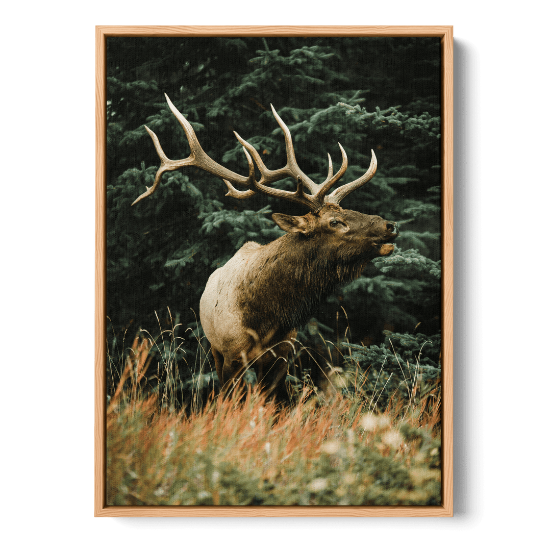Majestic Deer Canvas