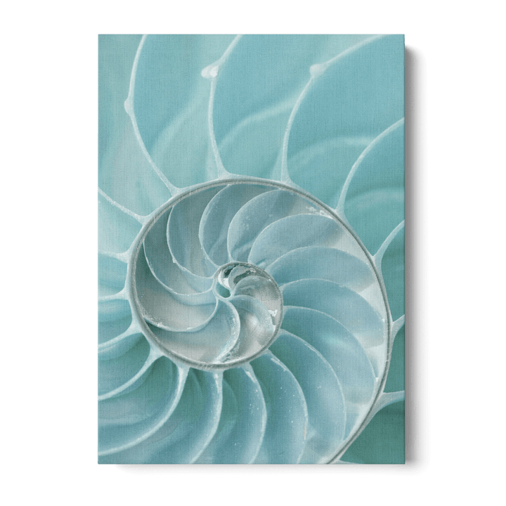 Nautilus Shell Canvas