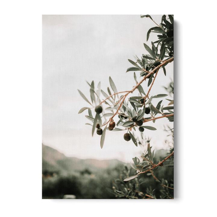 Olive Tree Canvas