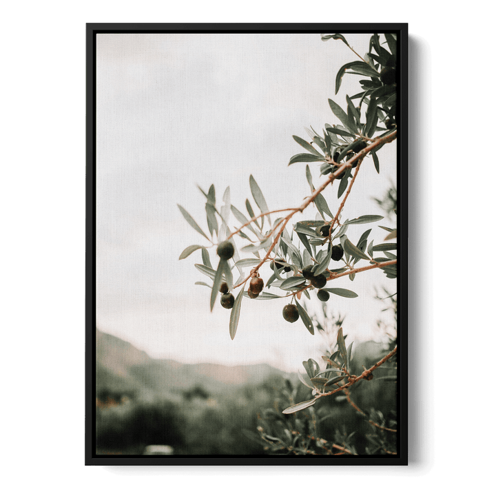 Olive Tree Canvas