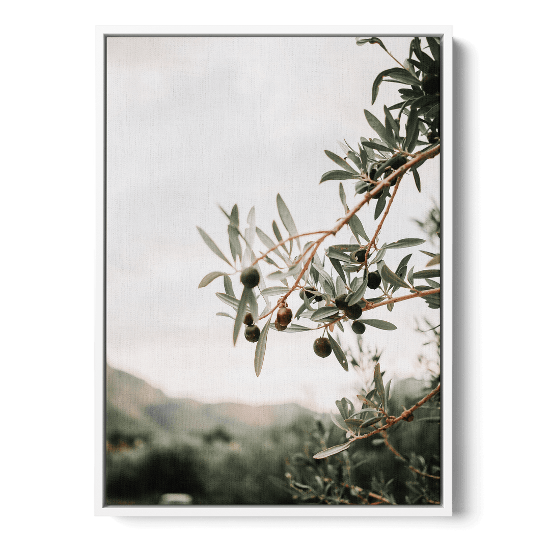 Olive Tree Canvas