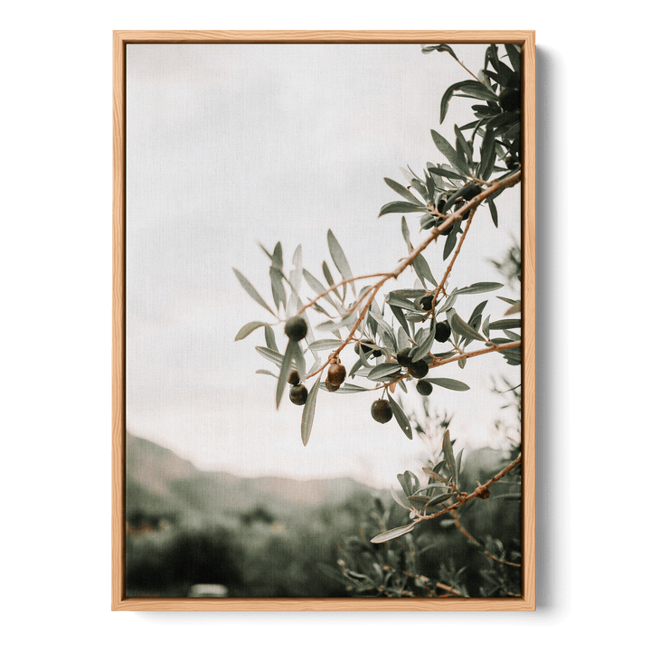 Olive Tree Canvas