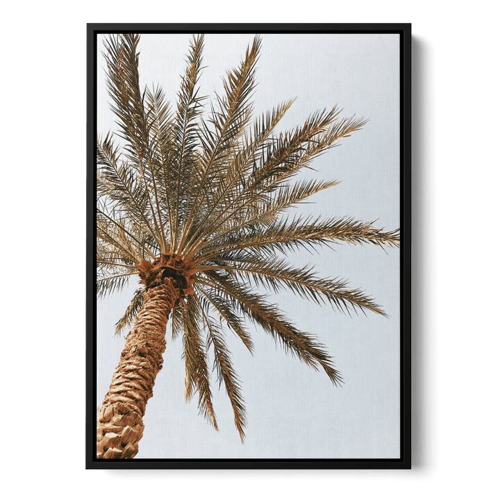 Palm Tree Seen From Below Canvas