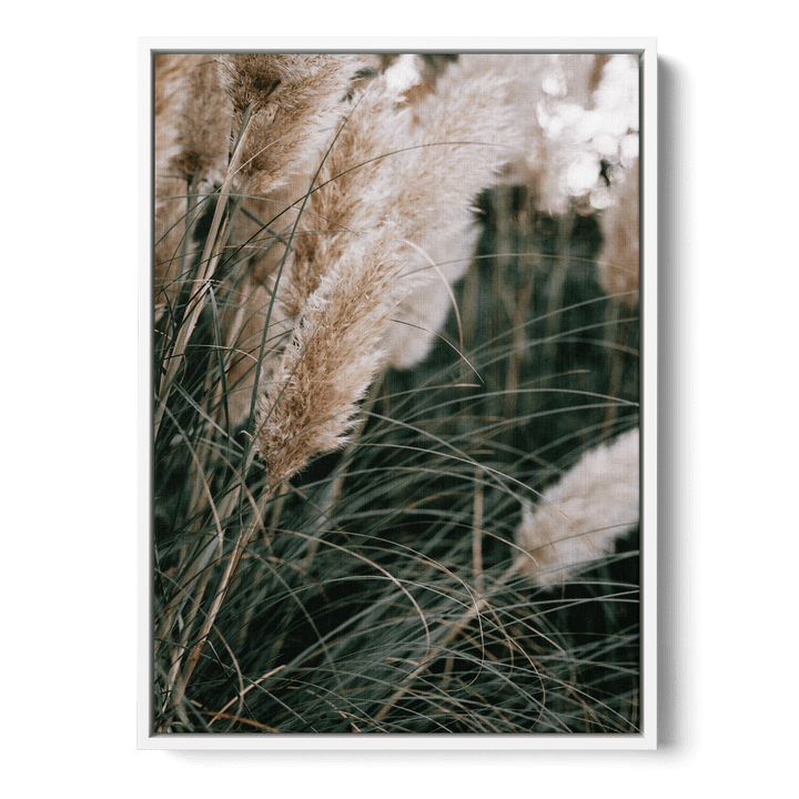 Pampas Canvas