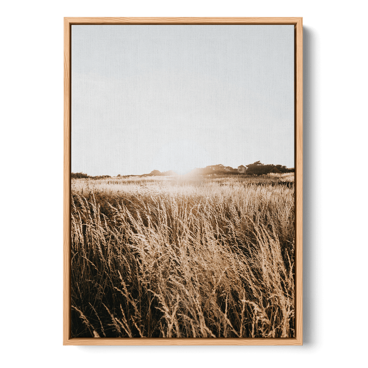 Sunshine In The Field Canvas