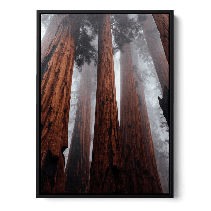 The Trees In The Forest Canvas