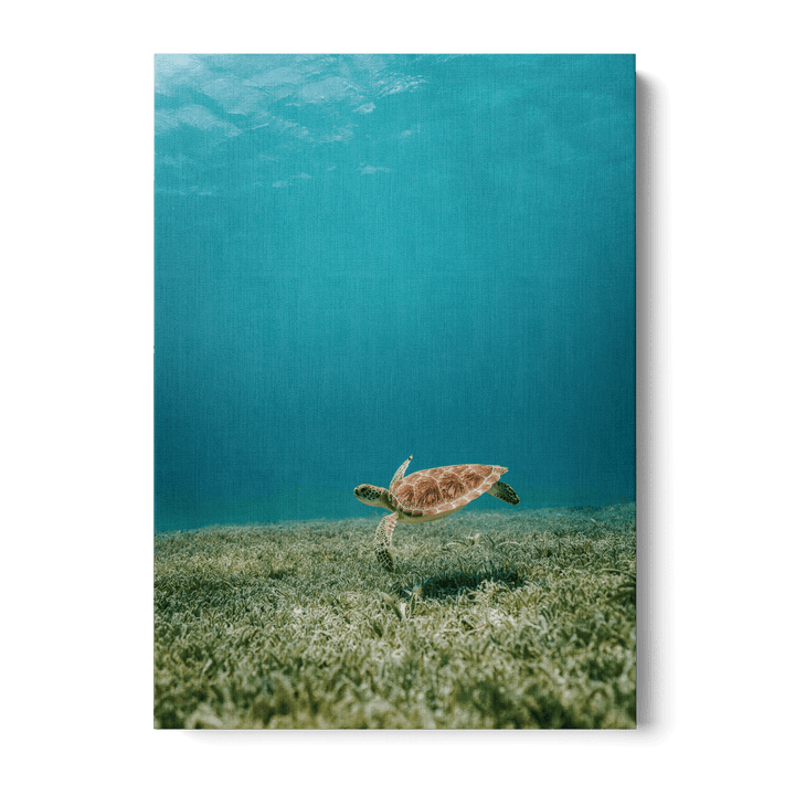 Turtle Underwater Canvas