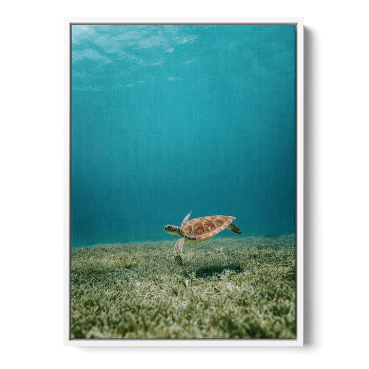 Turtle Underwater Canvas