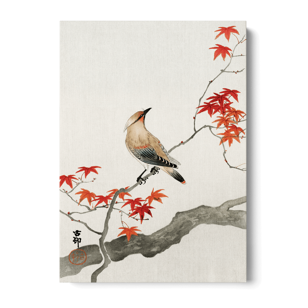 Ohara Koson - Plague Bird On Maple Canvas
