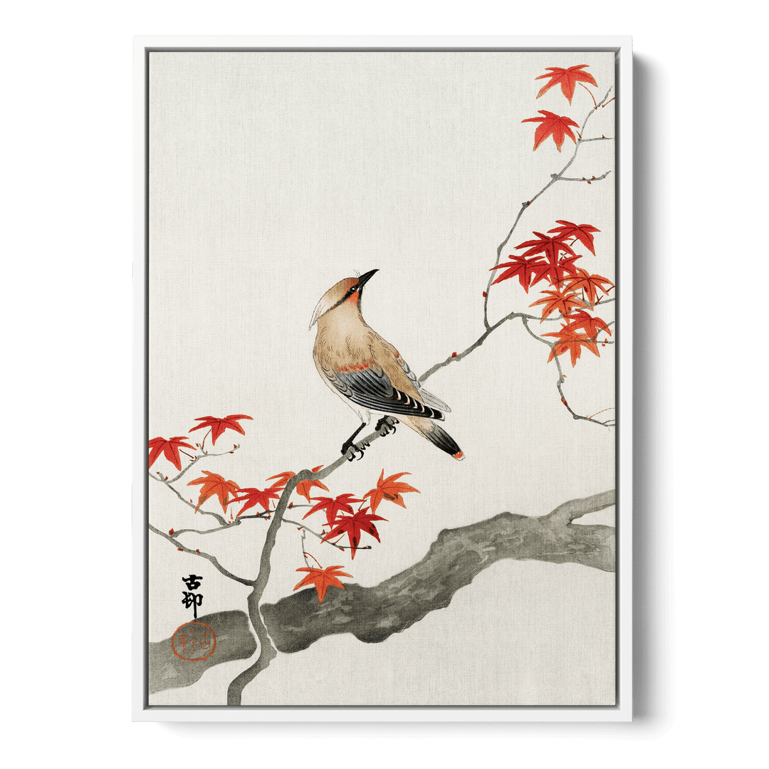 Ohara Koson - Plague Bird On Maple Canvas