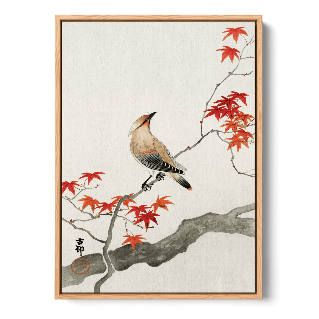 Ohara Koson - Plague Bird On Maple Canvas
