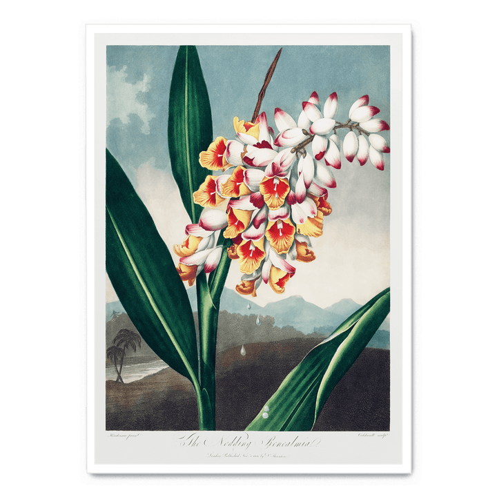 The Nodding Renealmia