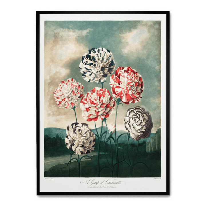 A Group Of Carnations