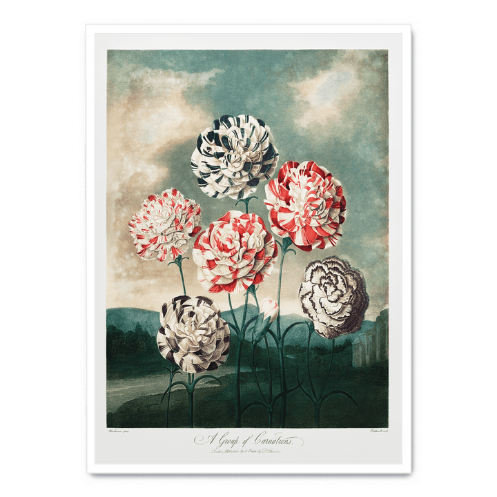 A Group Of Carnations