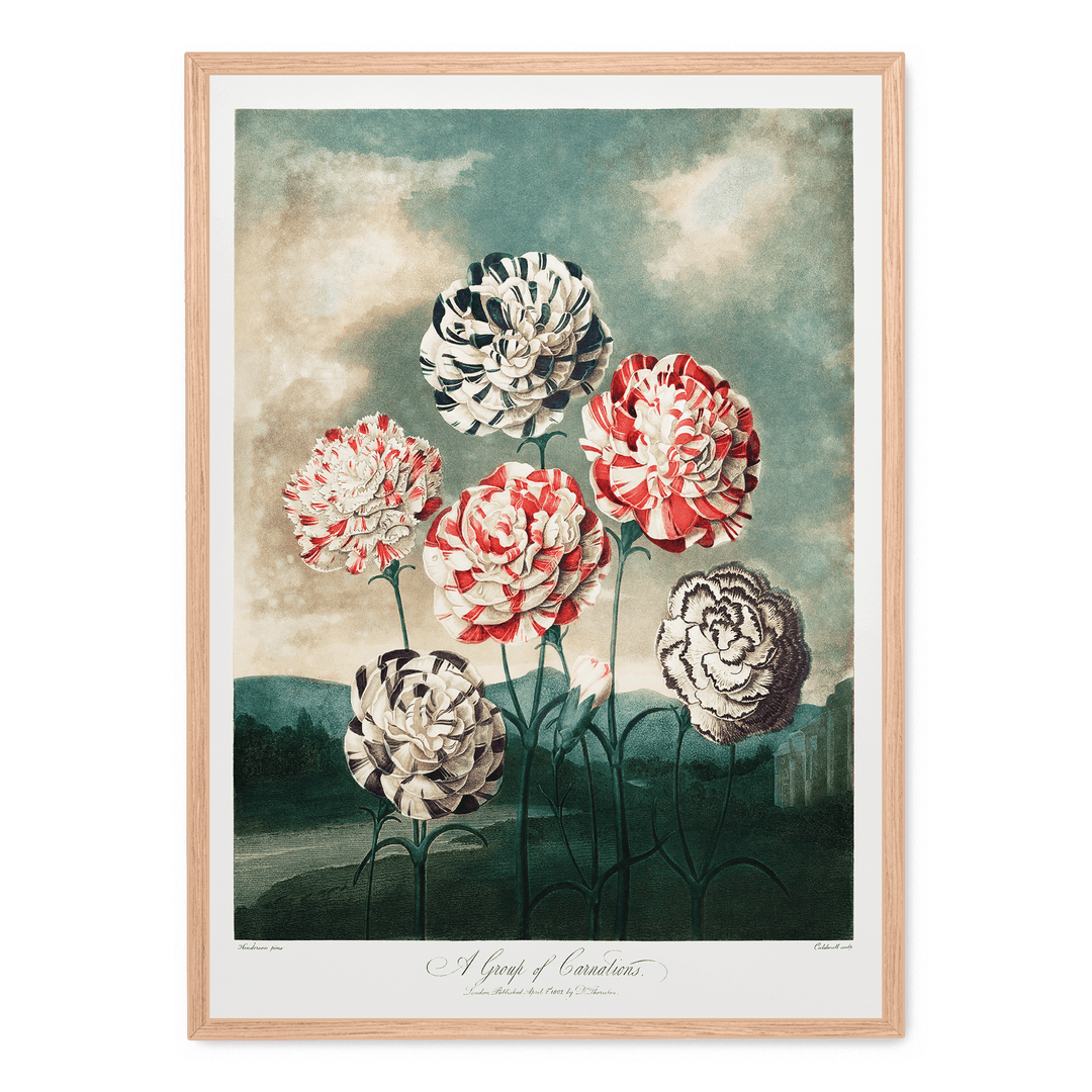 A Group Of Carnations