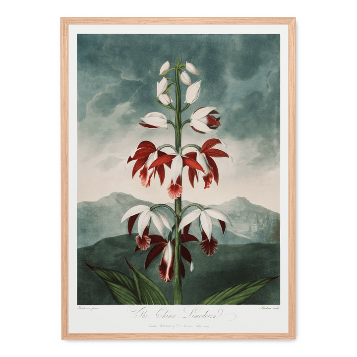 The Chinese Limodoron