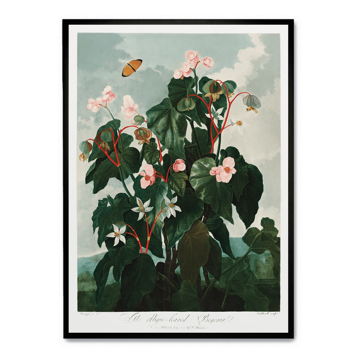 The Oblique Leaved Begonia