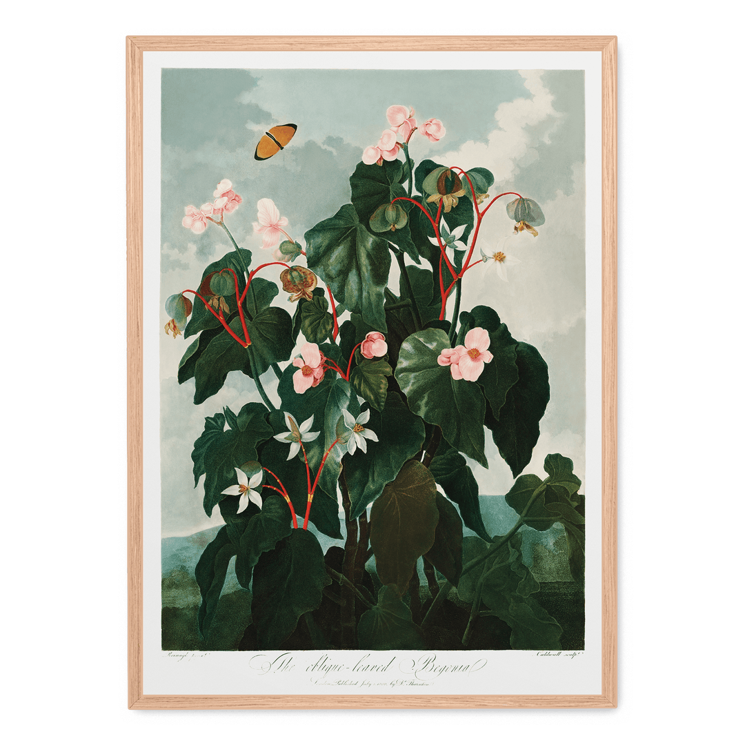 The Oblique Leaved Begonia