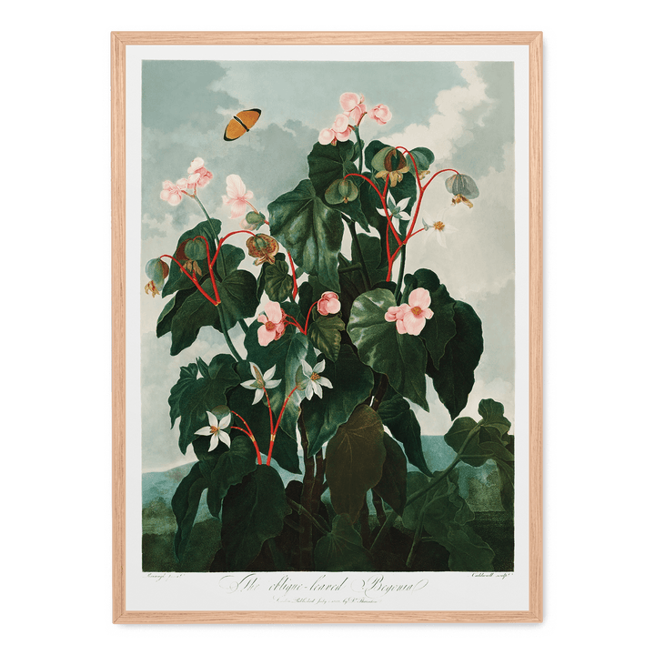 The Oblique Leaved Begonia