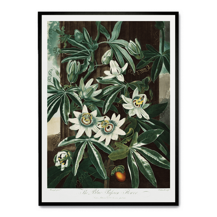 The Passiflora Cerulea