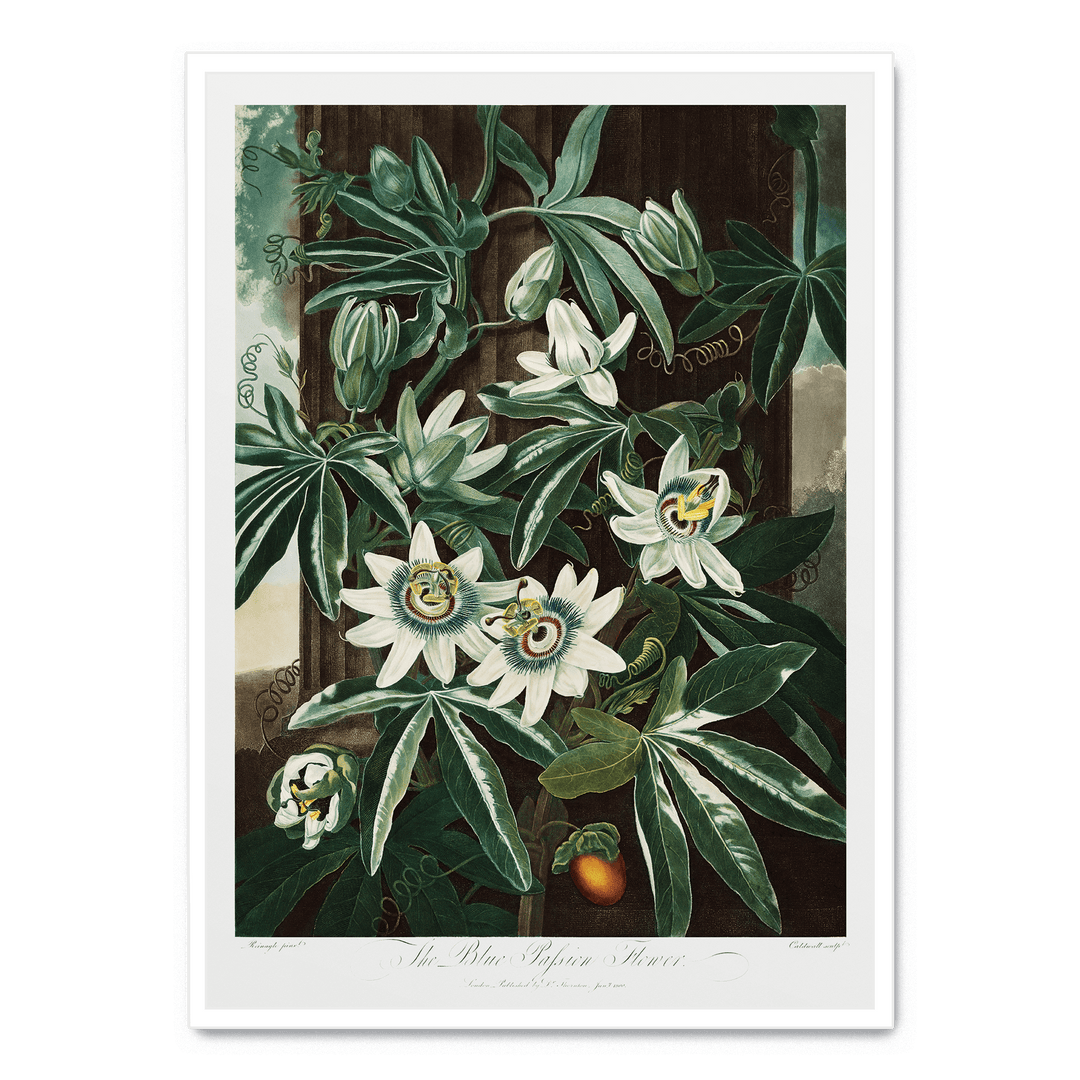 The Passiflora Cerulea