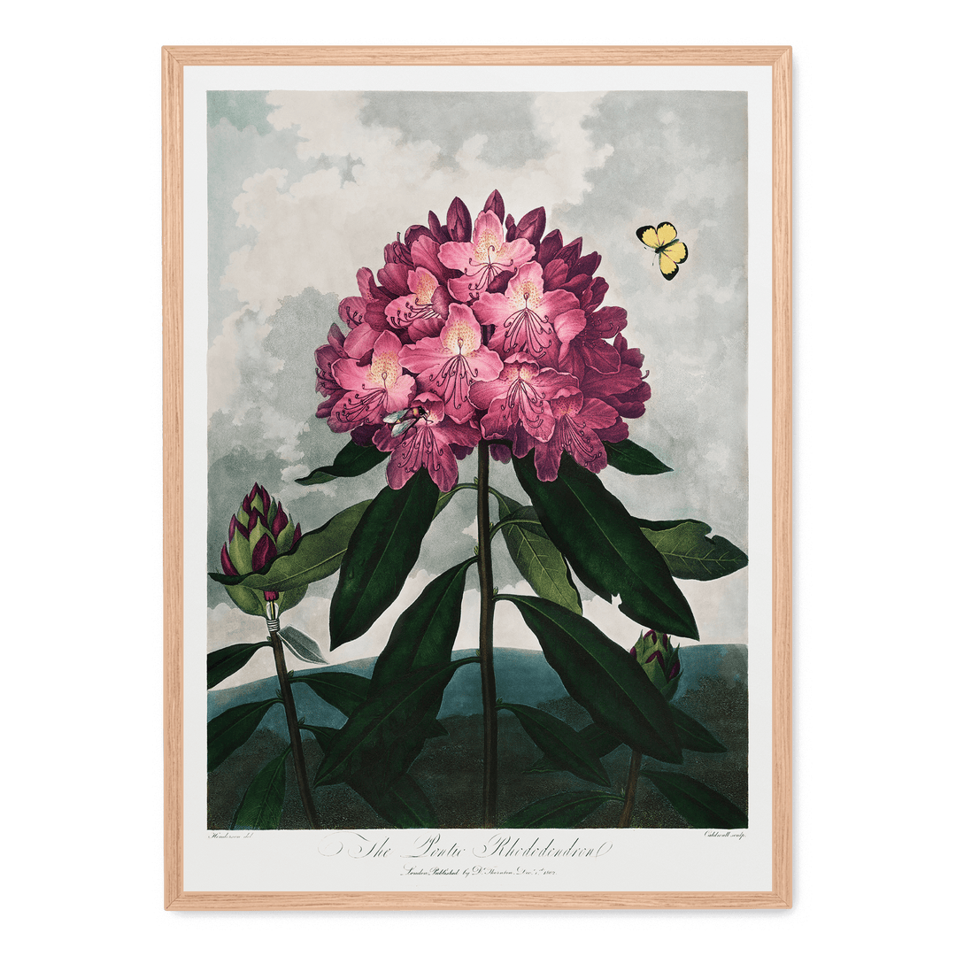 The Pontic Rhododendron