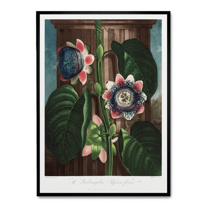 The Quadrangular Passion Flower