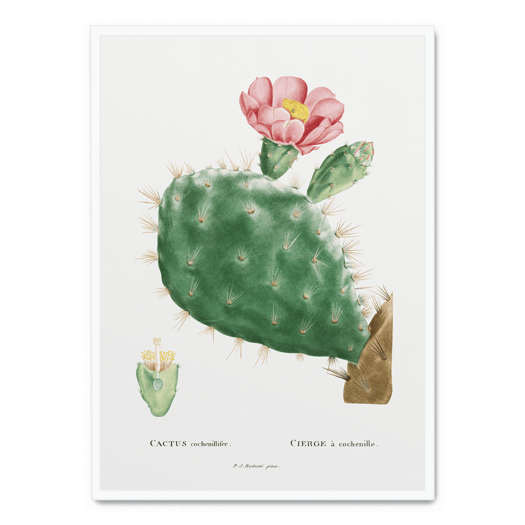 Cactus Cochenillifer