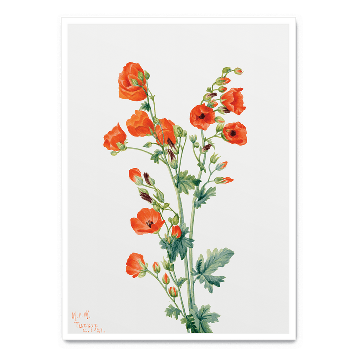Scarlet Globe Mallow