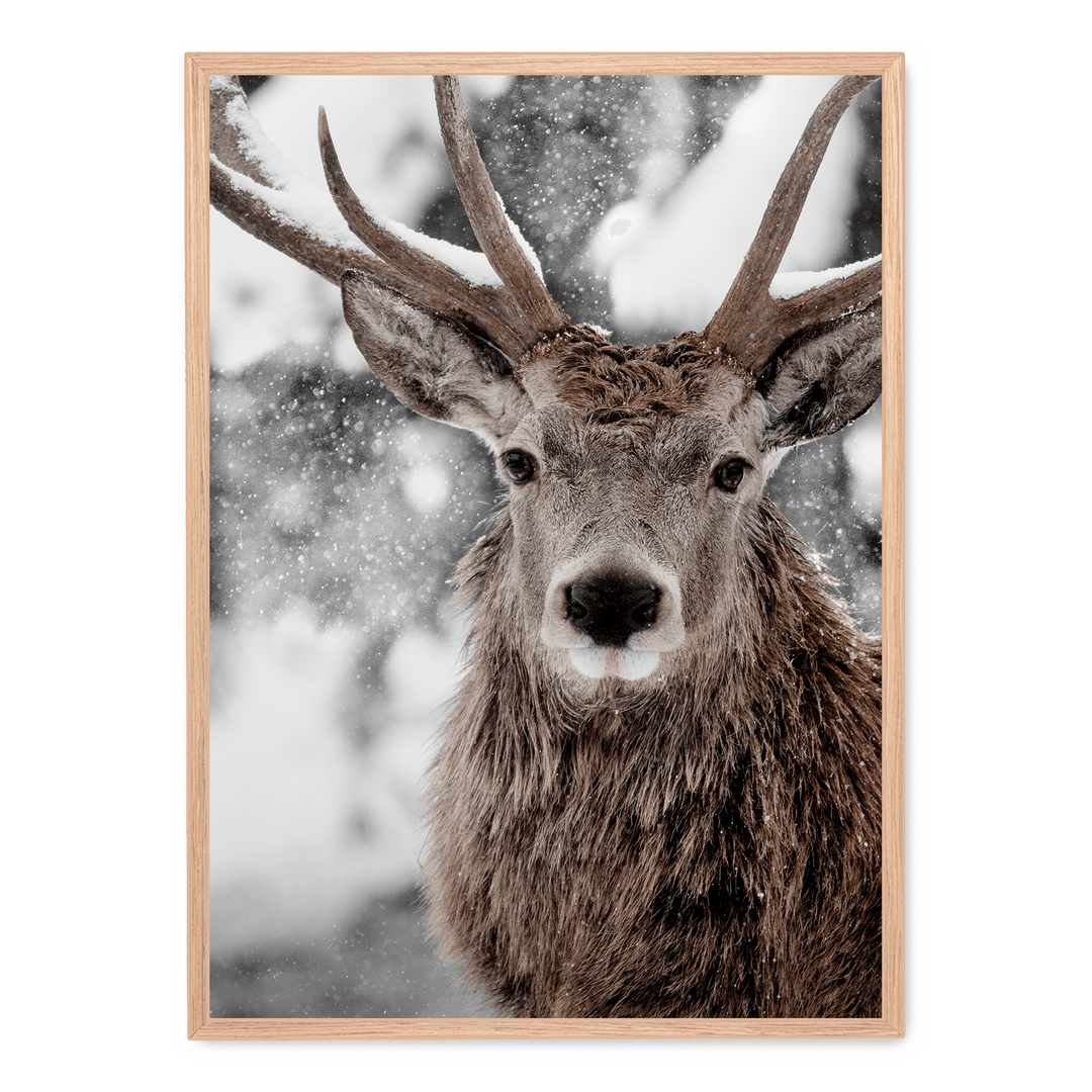 Winter Stag