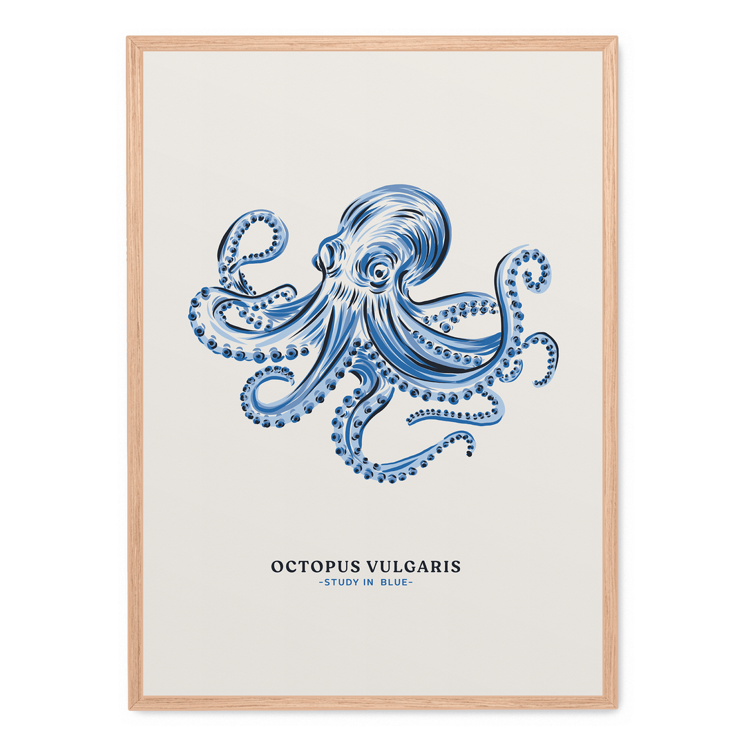 Octopus Vulgaris Study In Blue