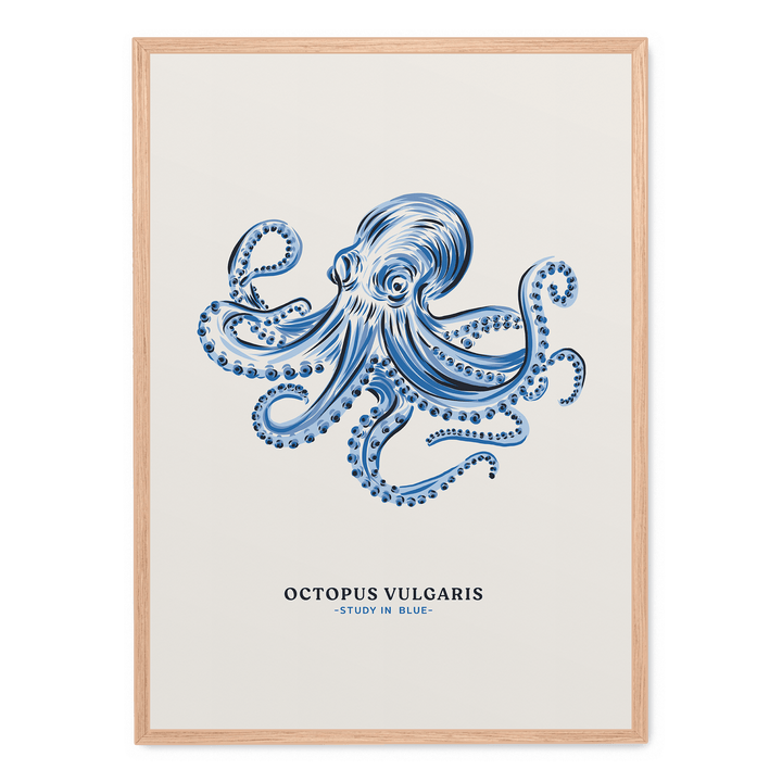 Octopus Vulgaris Study In Blue