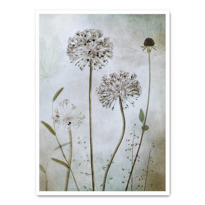 Allium