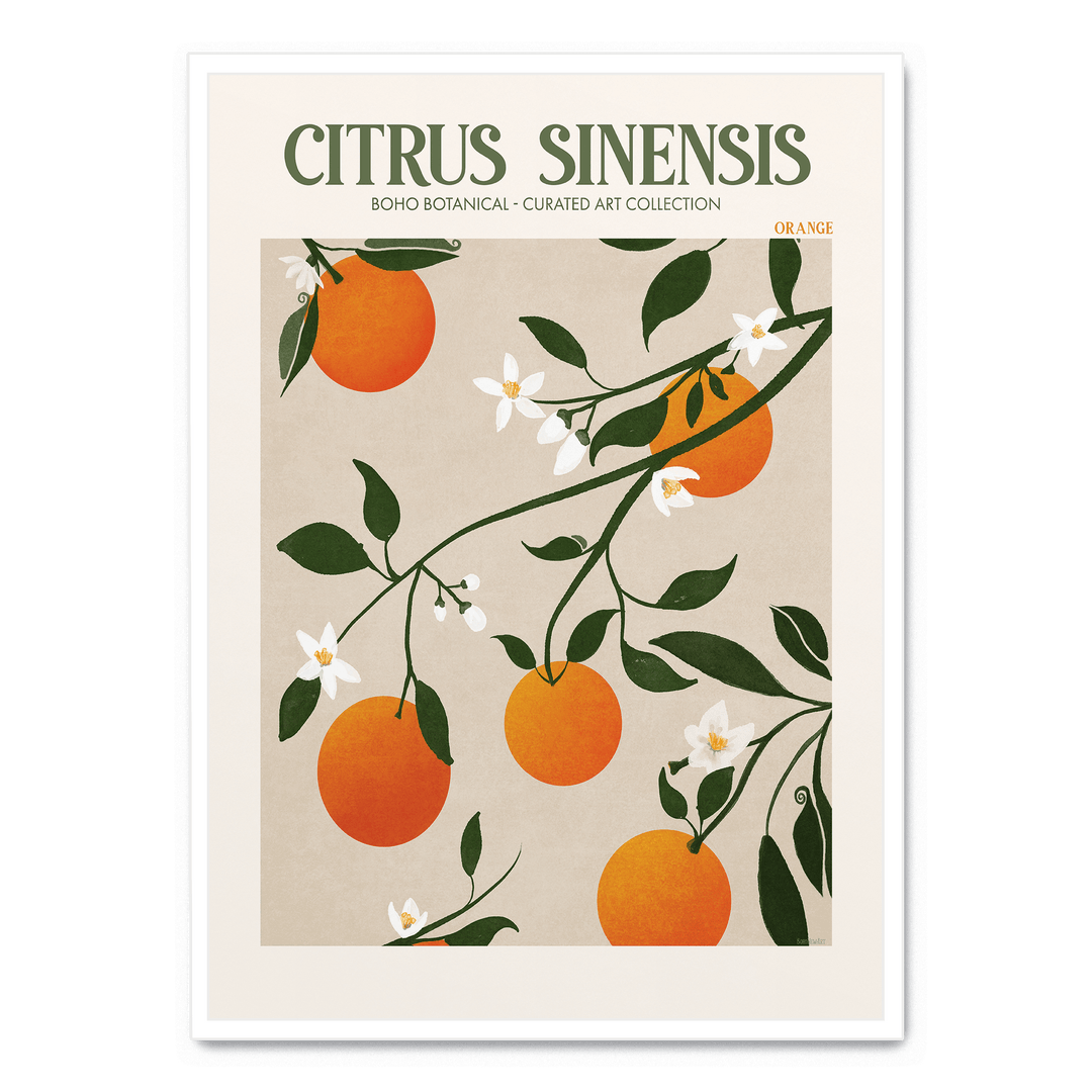 Citrus Sinensis