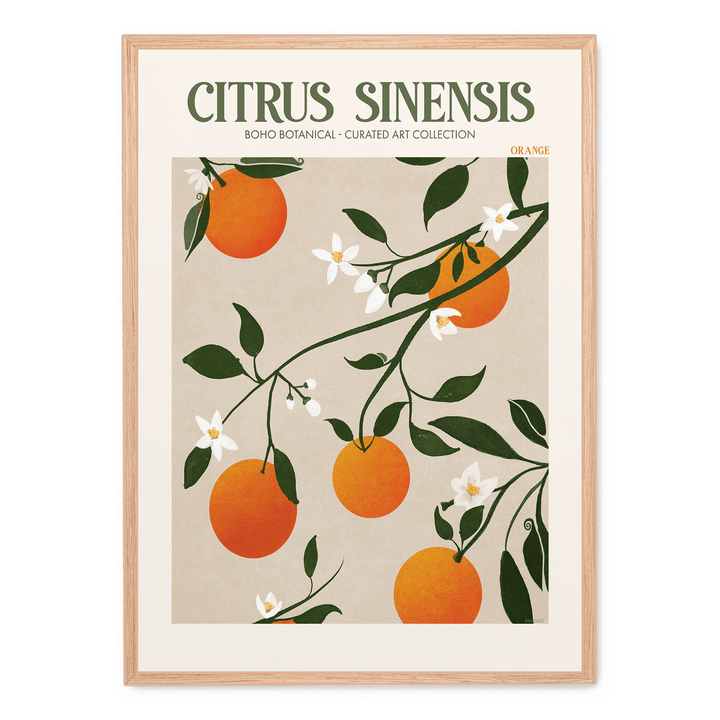 Citrus Sinensis