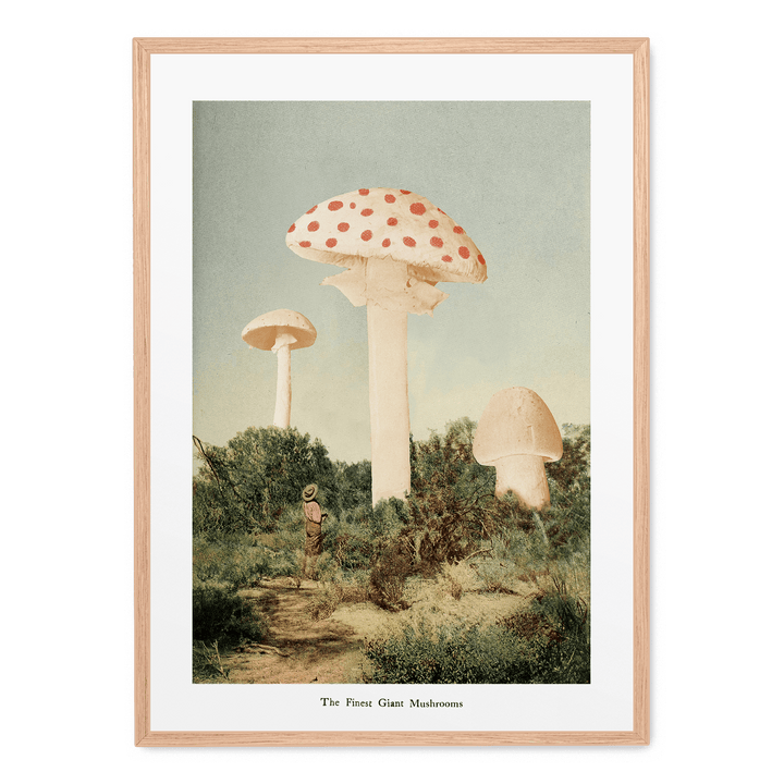 The Finest Giant Mushroom